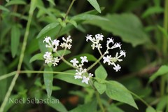 Neanotis tubulosa